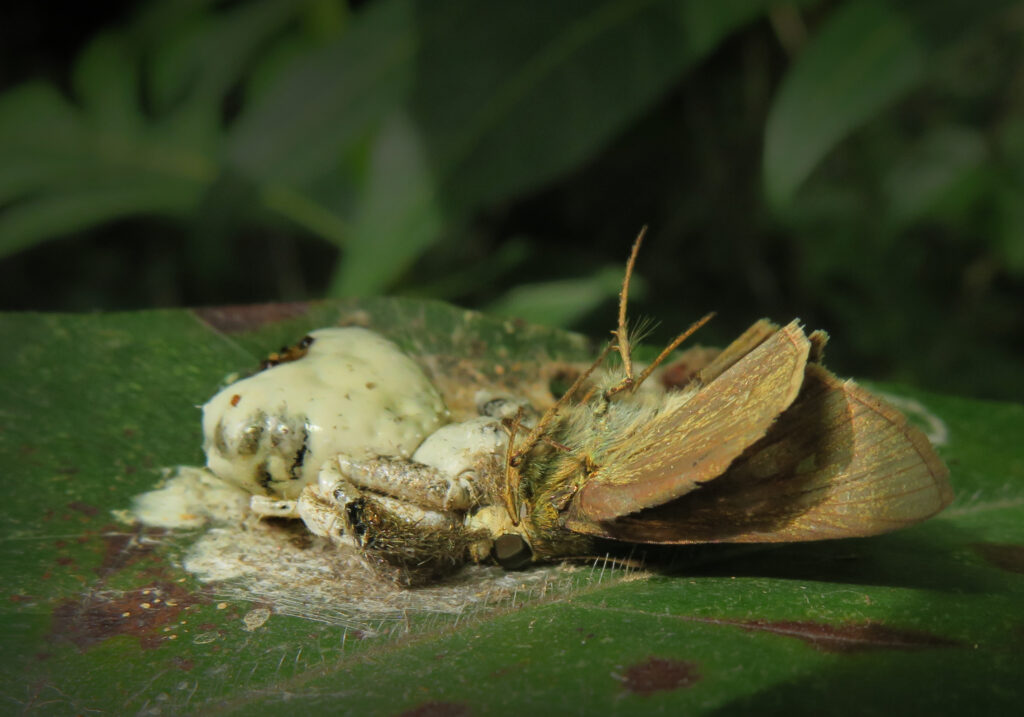 Phrynarachne decipiens