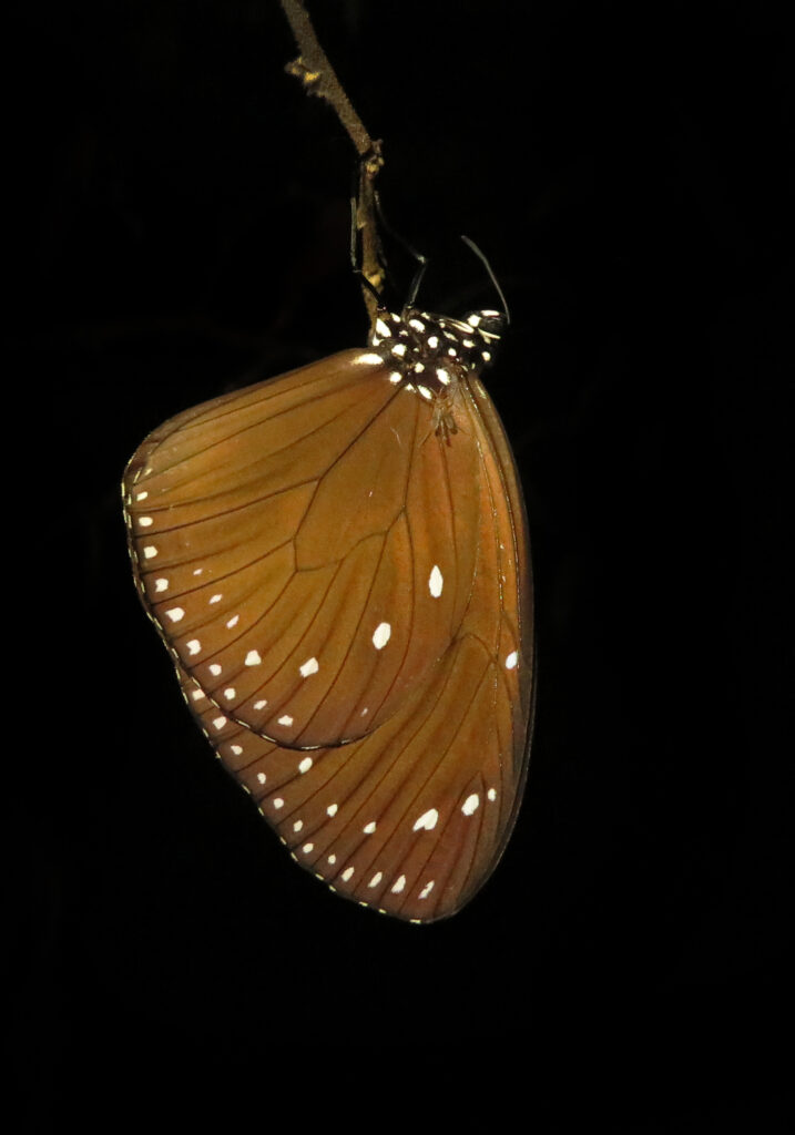 Crow Butterflies (Genus Euploea)