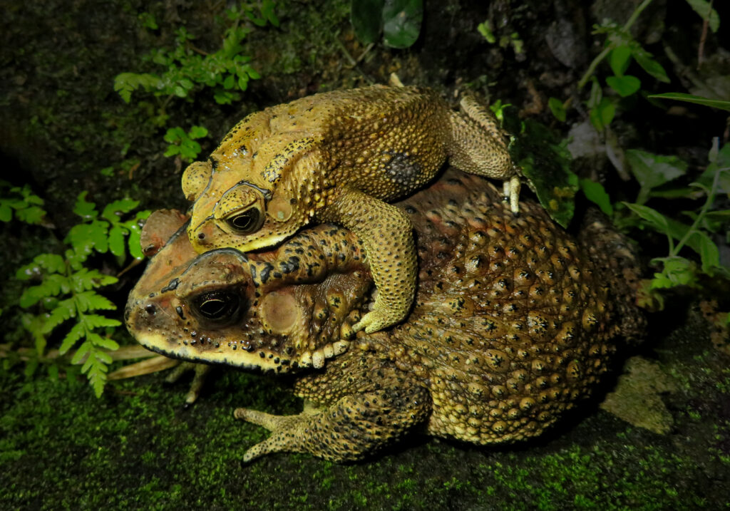 Asian Common Toad (Duttaphrynus melanostictus)