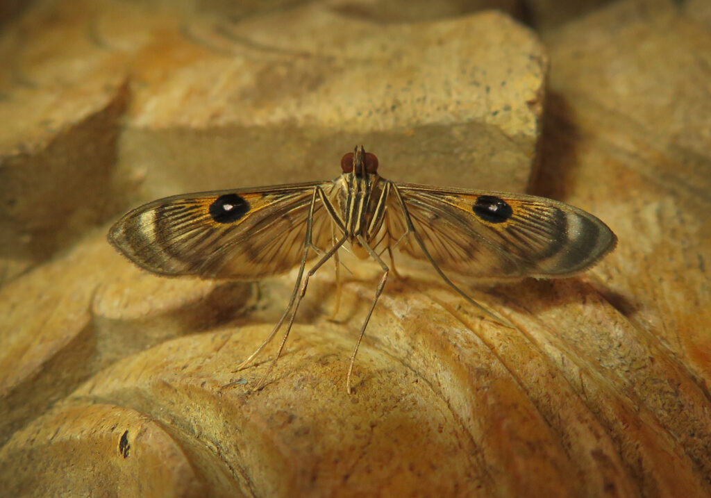 Pearl Moths (Subfamily Spilomelinae)