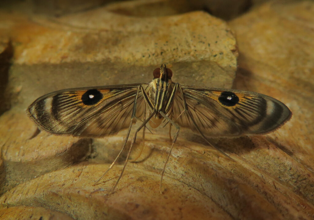 Pearl Moths