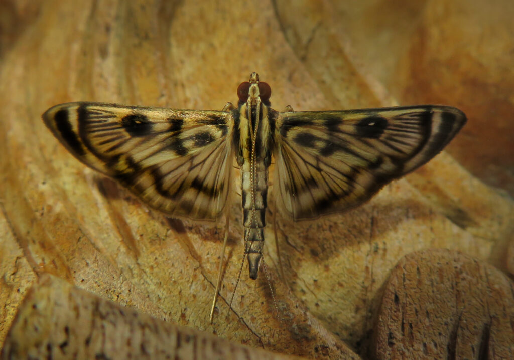 Pearl Moths