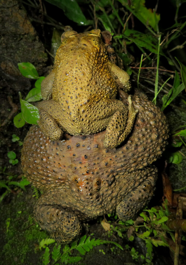 Asian Common Toad (Duttaphrynus melanostictus)