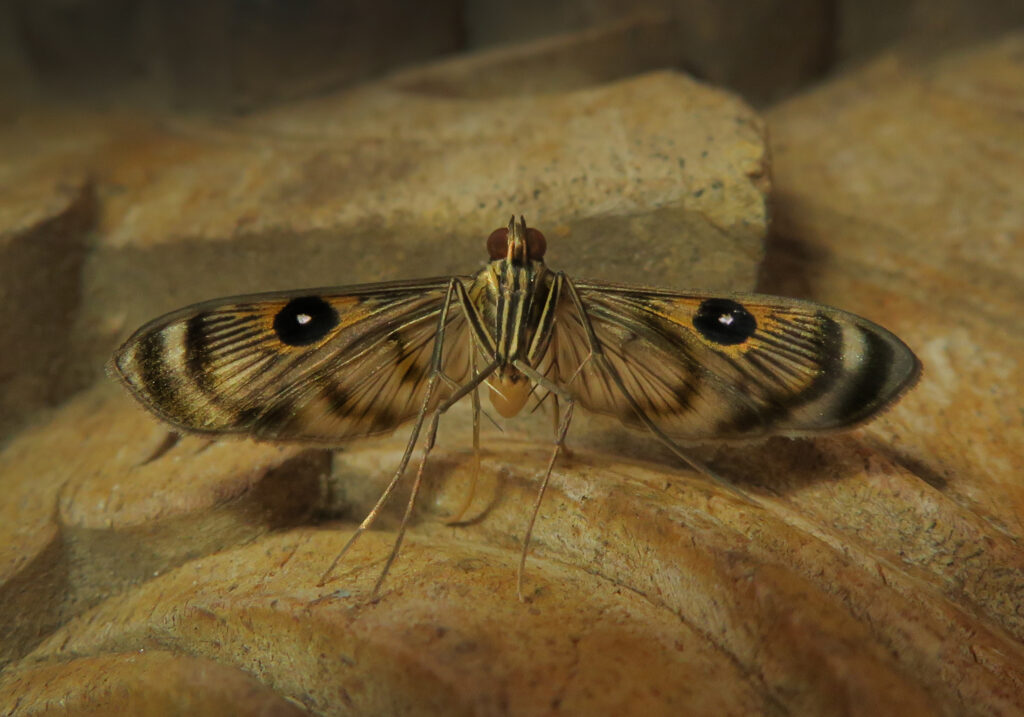 Pearl Moths