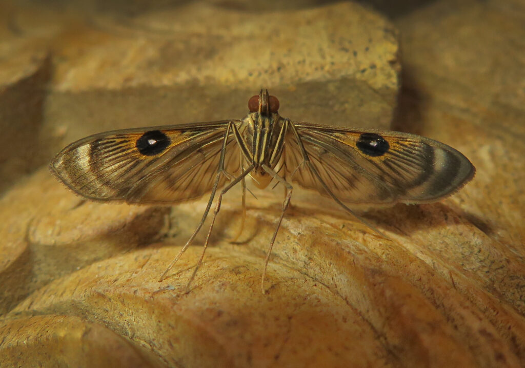 Pearl Moths