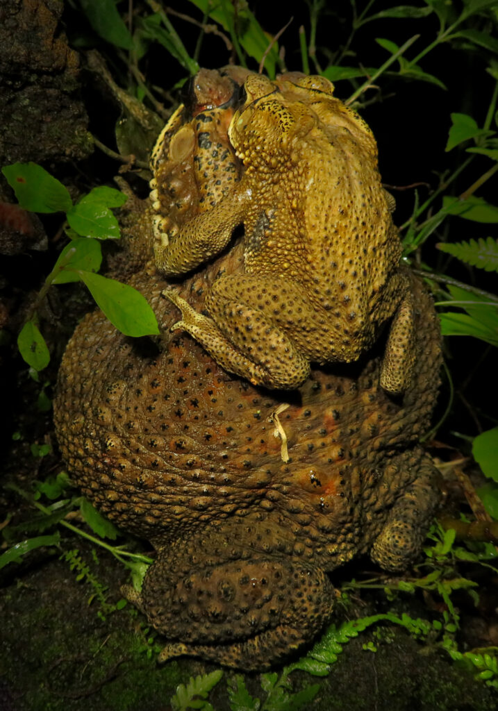 Asian Common Toad