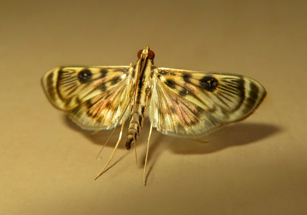 Pearl Moths