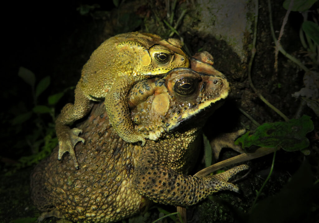 Asian Common Toad