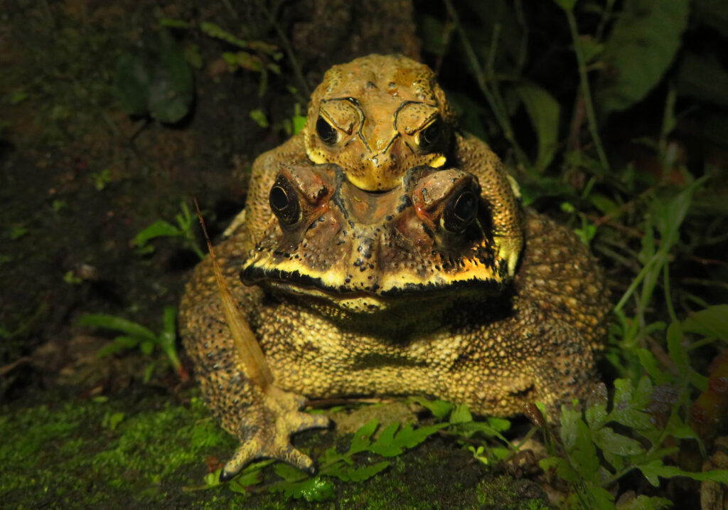 Asian Common Toad