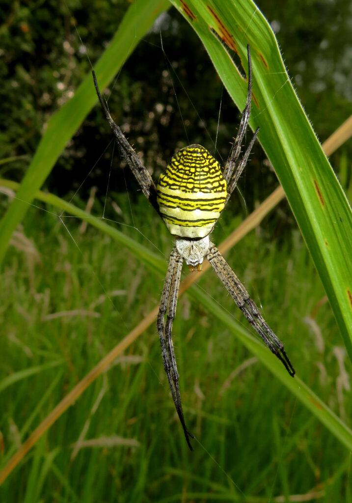 Oval Saint Andrew's Cross Spider (Argiope aemula)