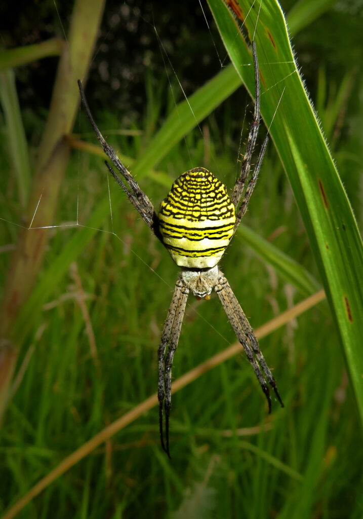 Oval Saint Andrew's Cross Spider