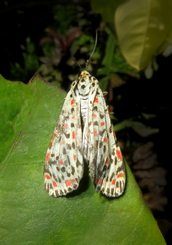 Rattlepod Moths (Genus Utetheisa)