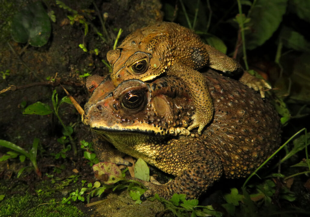 Asian Common Toad