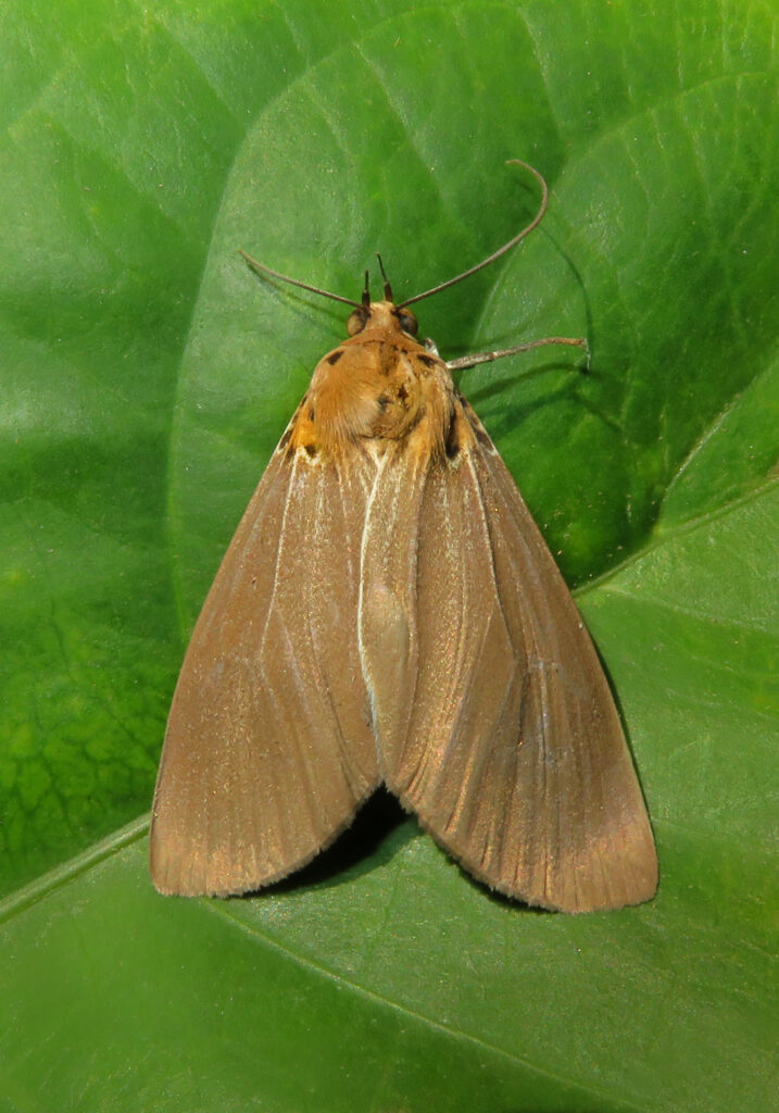 Underwing, Tiger, Tussock, and Allied Moths