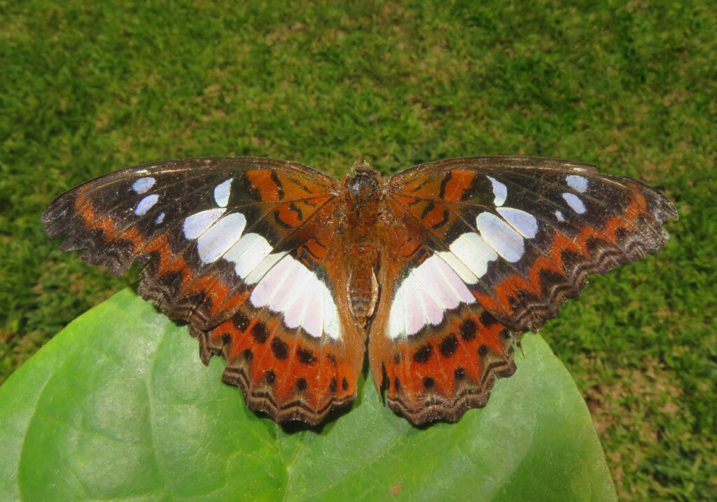 Commander (Moduza procris)