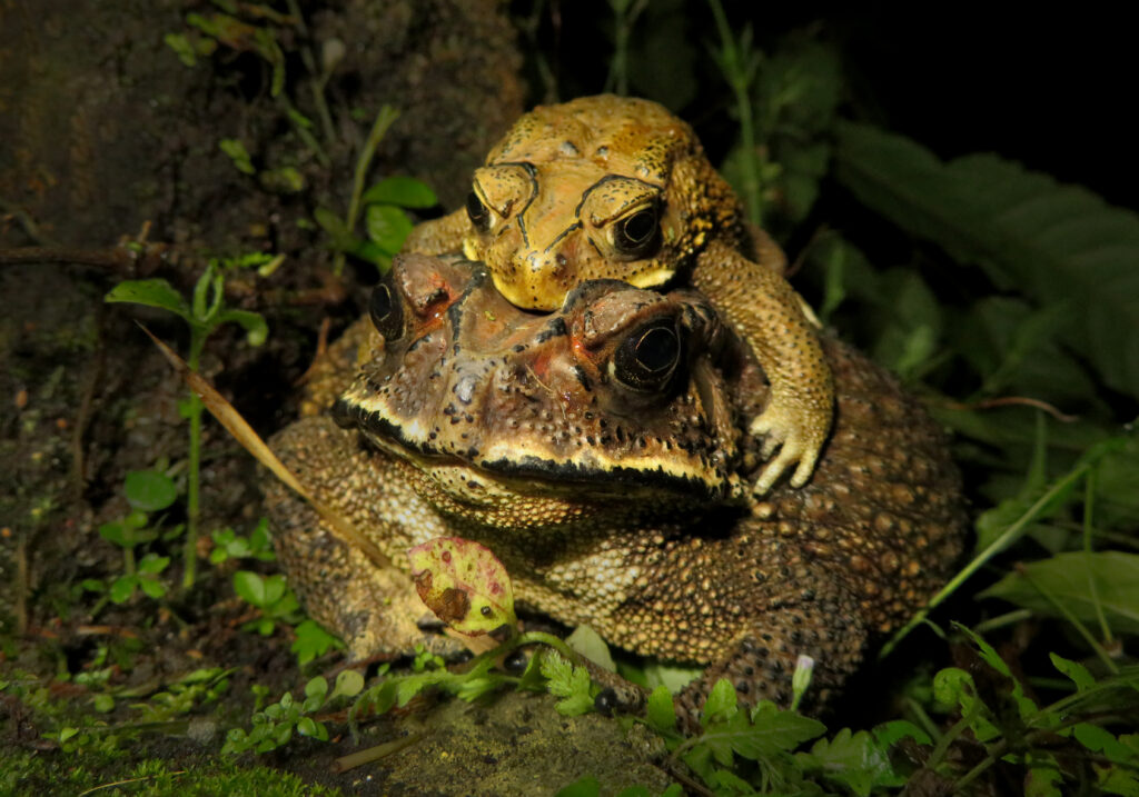 Asian Common Toad