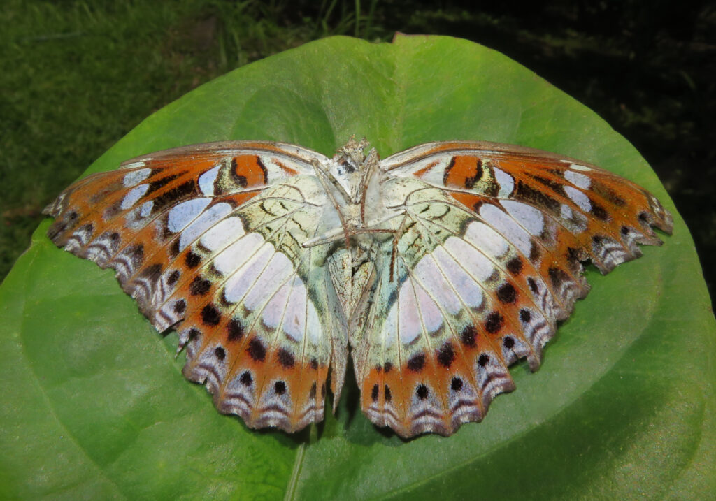 Commander (Moduza procris)
