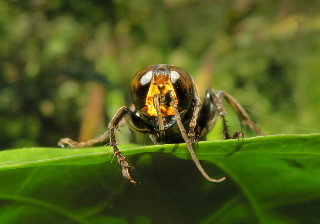 Subtribe Larrina