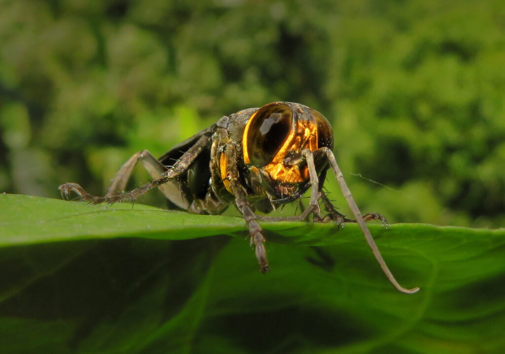 Subtribe Larrina