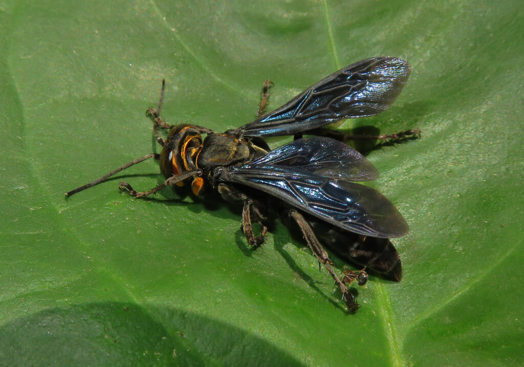 Subtribe Larrina