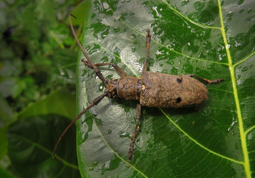 Genus Pelargoderus