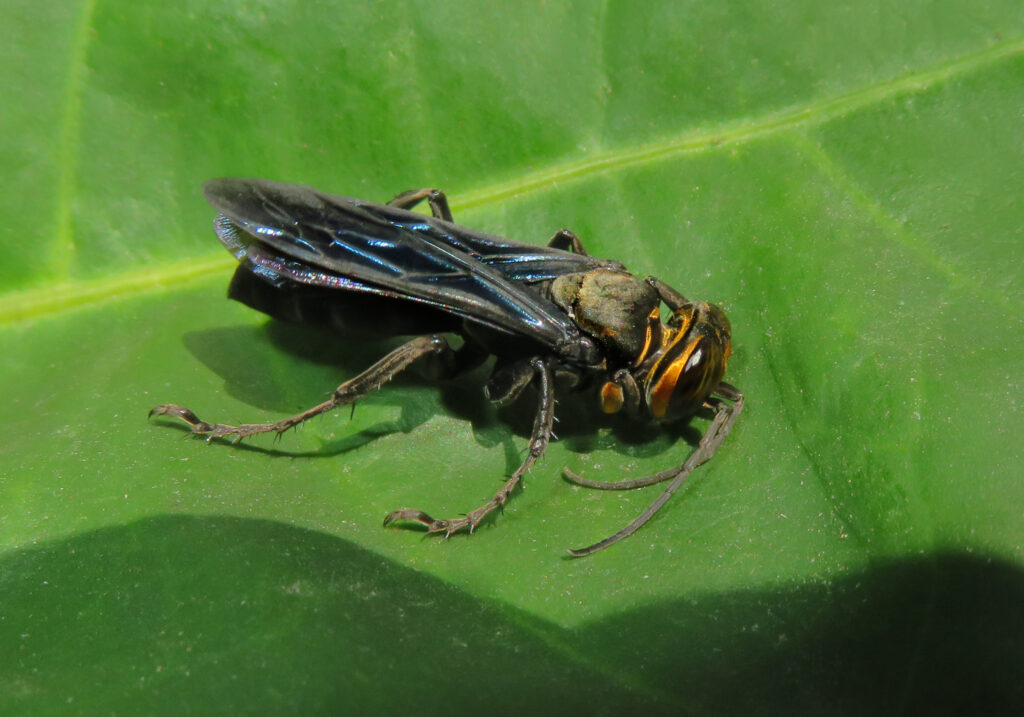 Subtribe Larrina