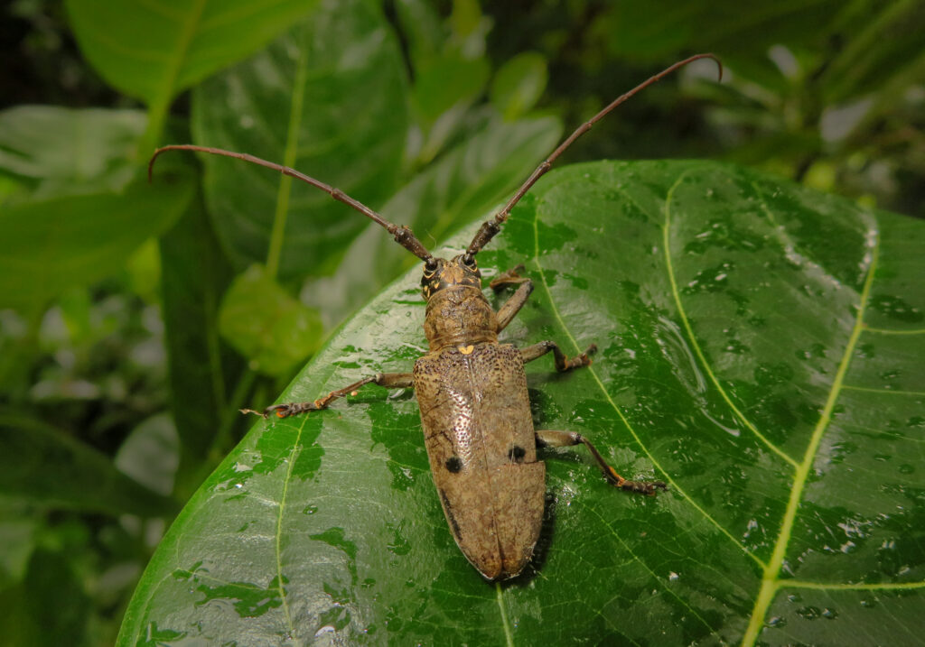 Genus Pelargoderus