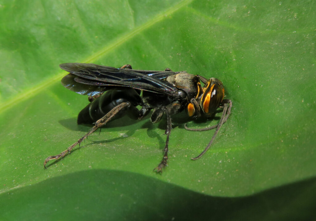 Subtribe Larrina