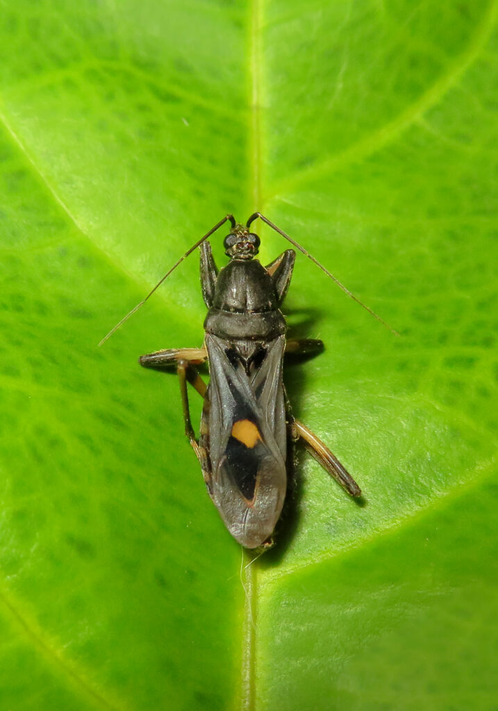 Corsair Bugs (Subfamily Peiratinae)