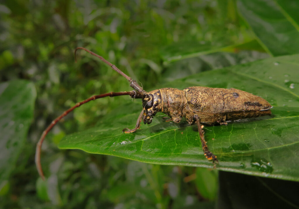 Genus Pelargoderus