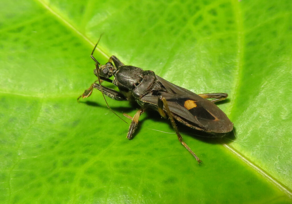 Corsair Bugs (Subfamily Peiratinae)