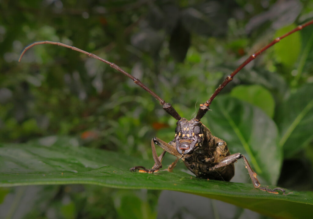 Genus Pelargoderus