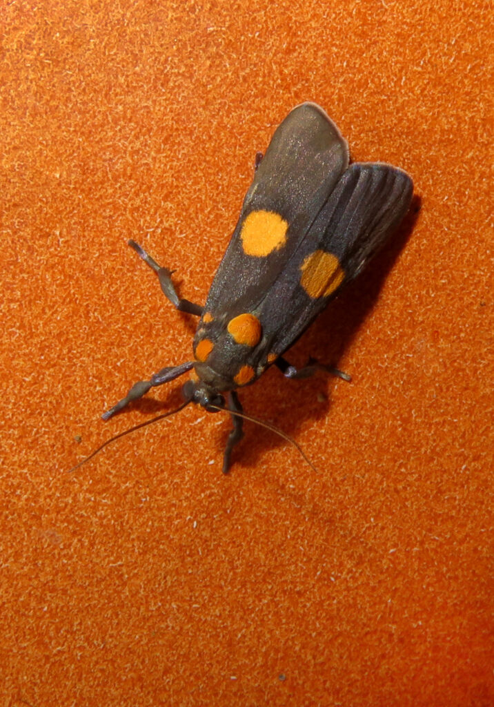 Lichen Moths