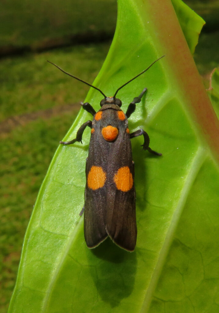 Lichen Moths