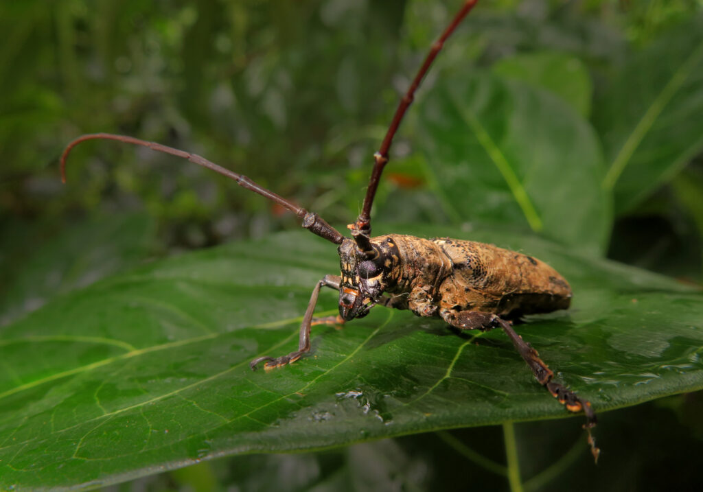 Genus Pelargoderus