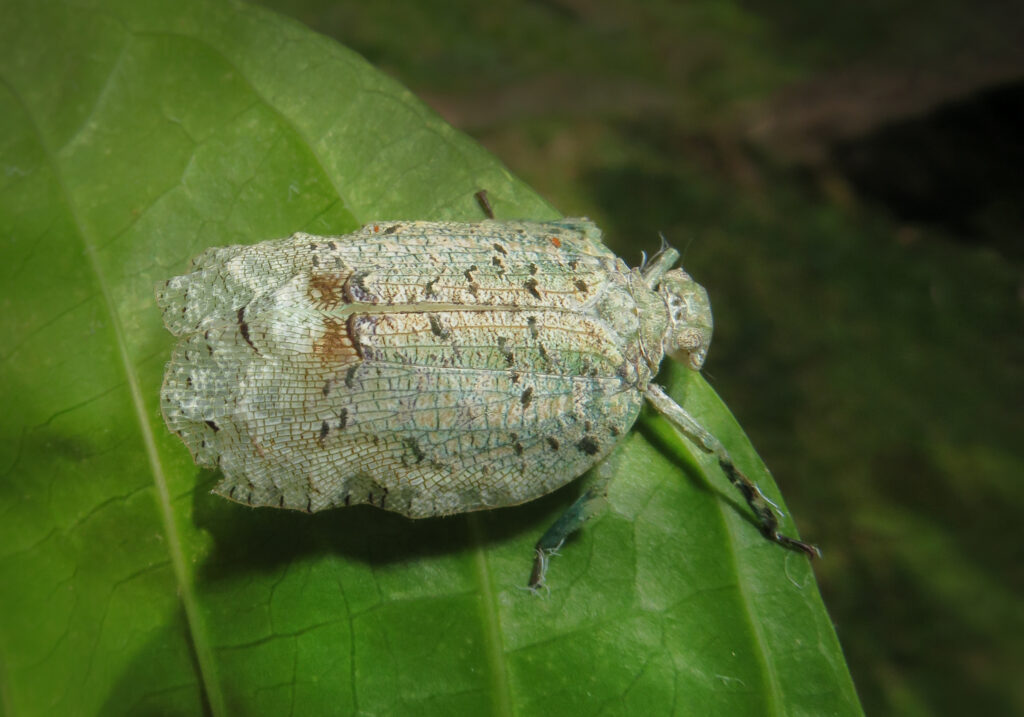 Squathoppers (Family Eurybrachidae)