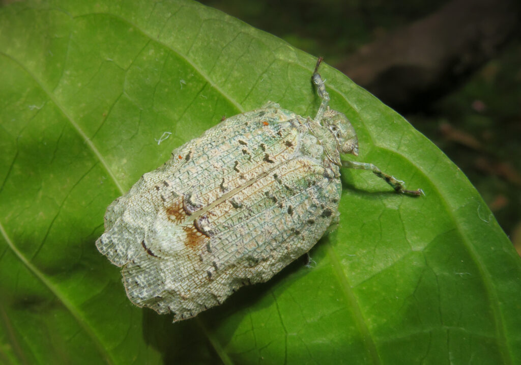 Squathoppers (Family Eurybrachidae)