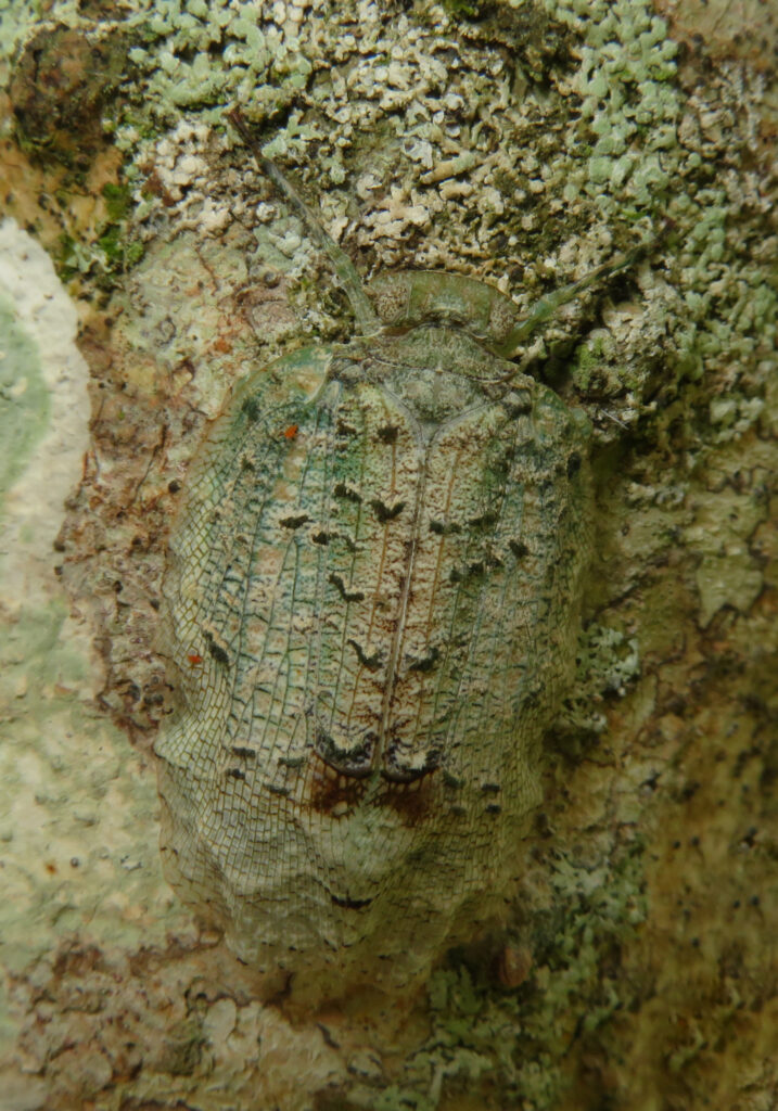 Squathoppers (Family Eurybrachidae)