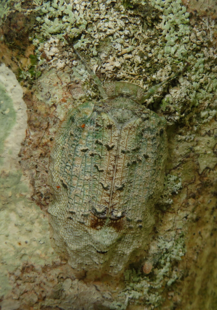 Squathoppers (Family Eurybrachidae)