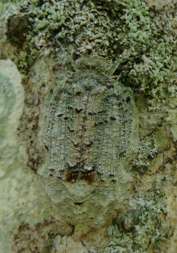Squathoppers (Family Eurybrachidae)