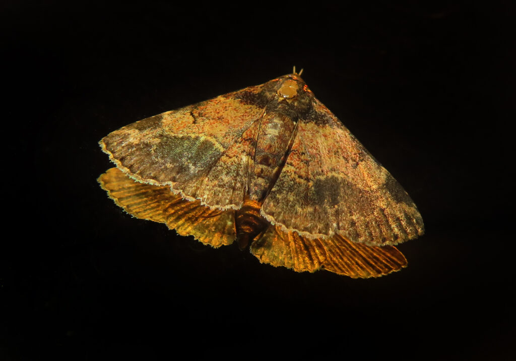 Underwing, Tiger, Tussock, and Allied Moths