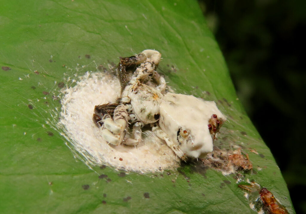 Bird Dropping Crab Spiders