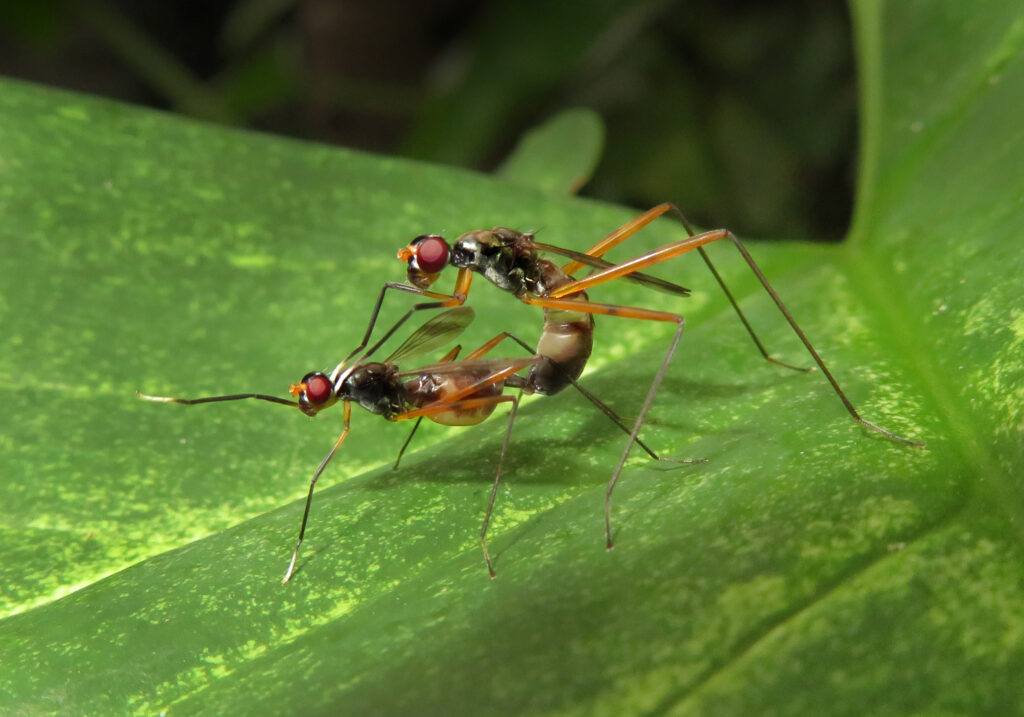 Superfamily Nerioidea