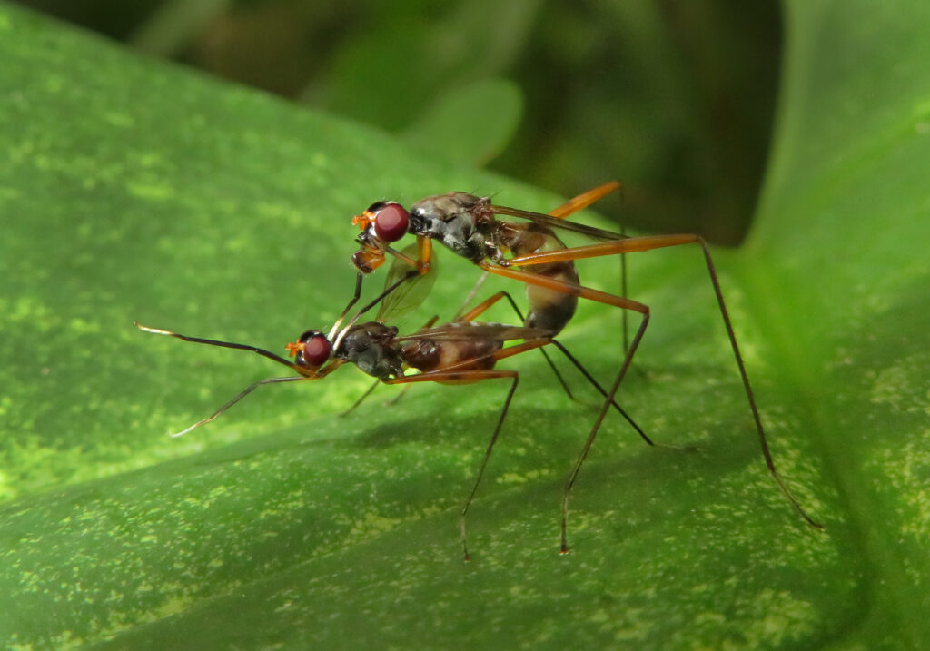 Superfamily Nerioidea