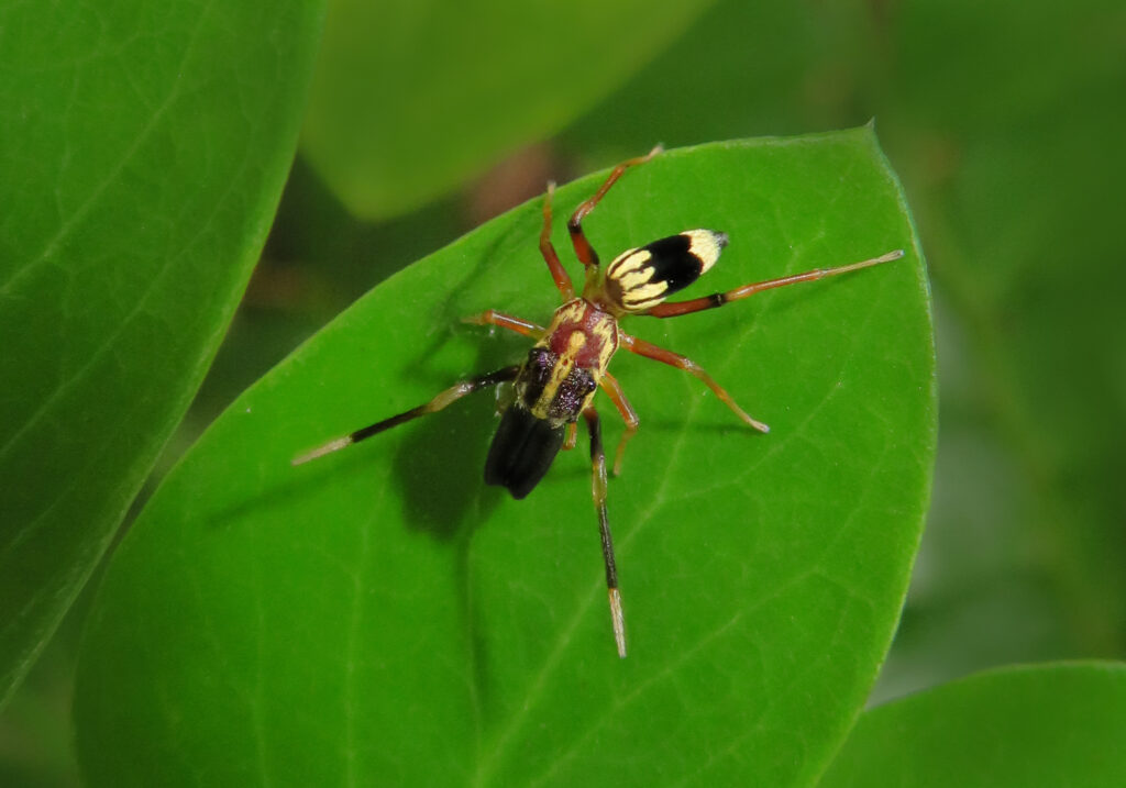 Genus Emertonius