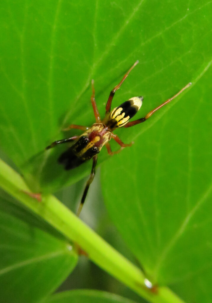 Genus Emertonius