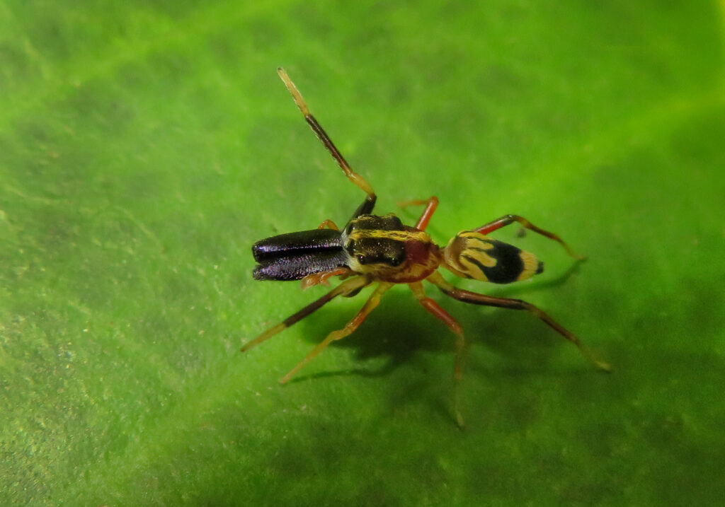 Genus Emertonius