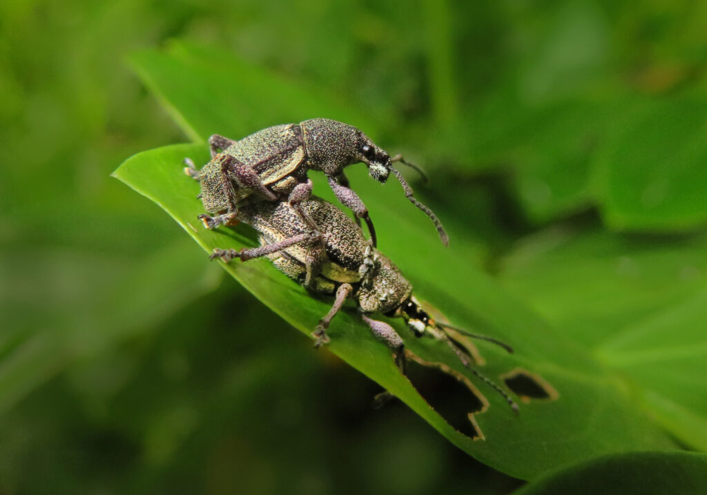 Broad-nosed Weevils (Subfamily Entiminae)
