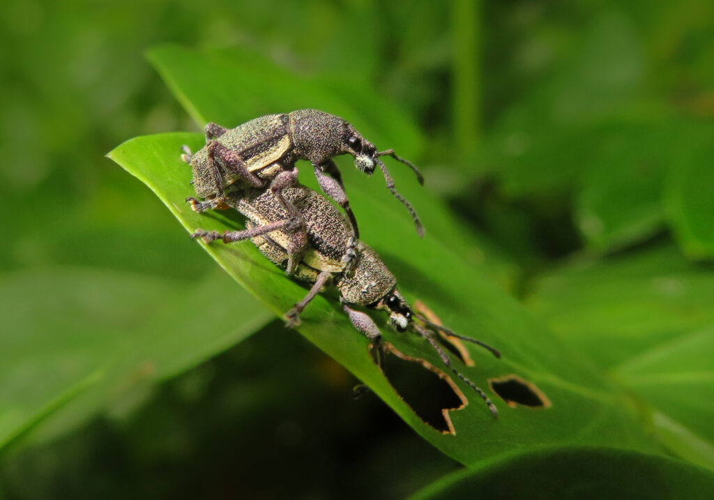 Broad-nosed Weevils (Subfamily Entiminae)