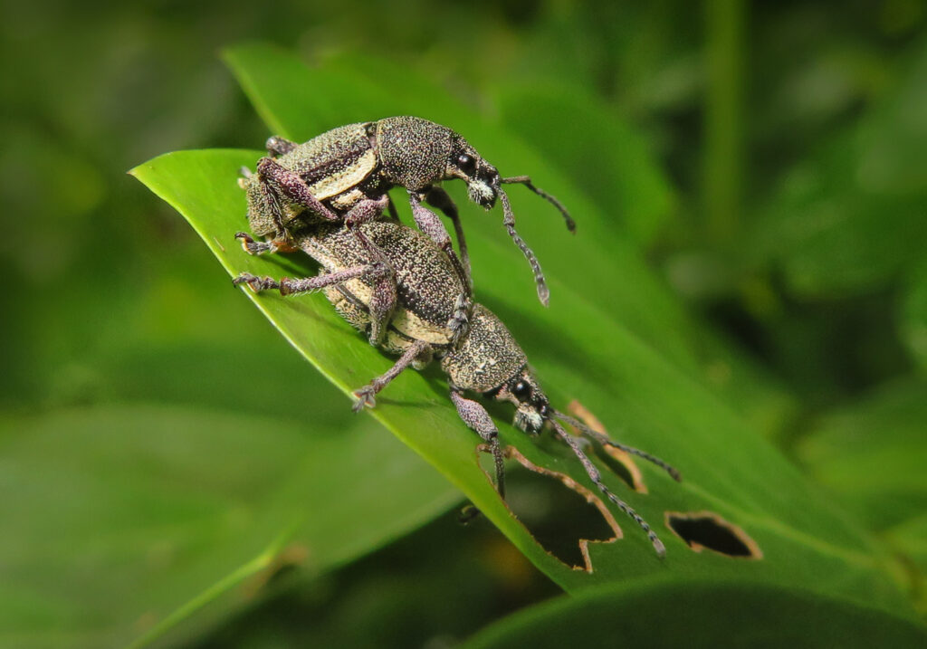 Broad-nosed Weevils (Subfamily Entiminae)